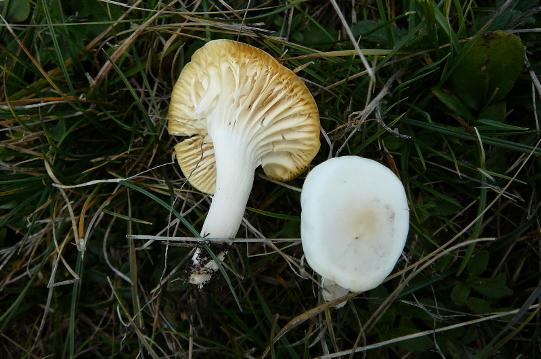 Hygrophorus sp.